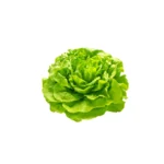 Green leaf salad