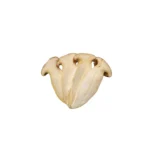 Oringi mushroom